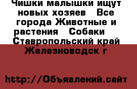   Чишки-малышки ищут новых хозяев - Все города Животные и растения » Собаки   . Ставропольский край,Железноводск г.